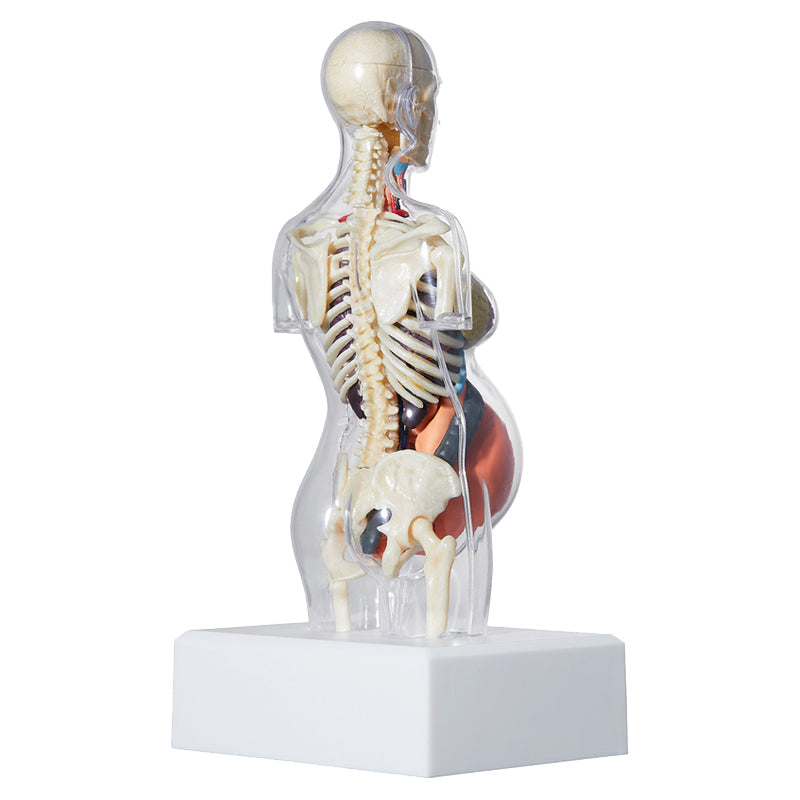 Supreme Anatomy Model Torso Doll SP-FW18A71-W