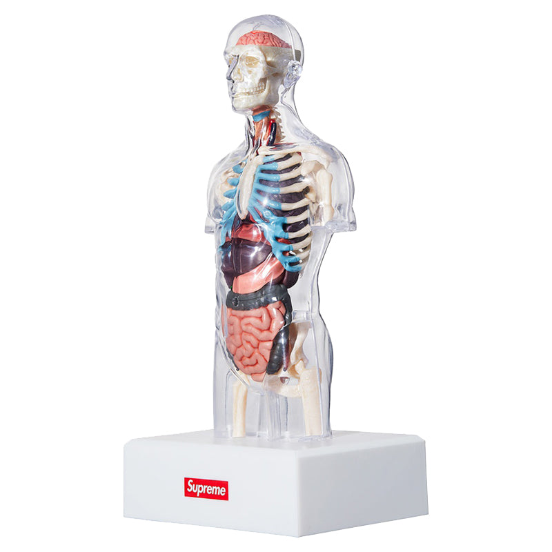 Supreme Anatomy Model Torso Doll Men's SP-FW18A72-M