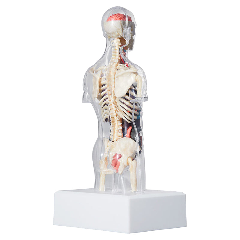 Supreme Anatomy Model Torso Doll Men's SP-FW18A72-M
