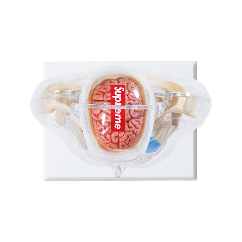 Supreme Anatomy Model Torso Doll Men's SP-FW18A72-M